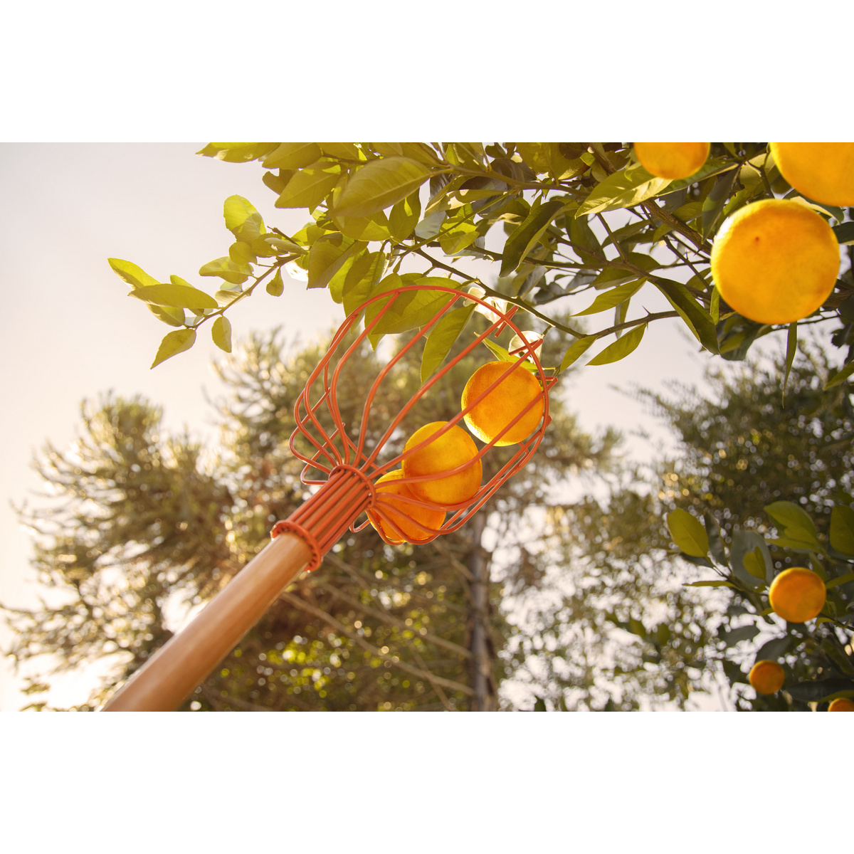 Colhedor de Frutas Tramontina Met&aacute;lico Grande Sem Cabo - SKU 77819101 - 2 image number 1