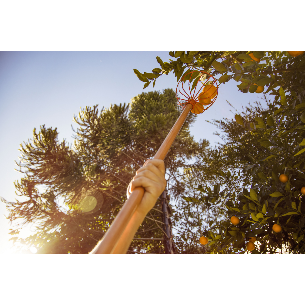 Colhedor de Frutas Tramontina Met&aacute;lico Grande Sem Cabo - SKU 77819101 - 3 image number 2